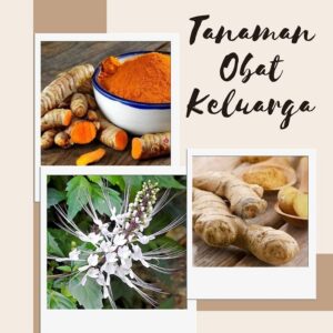 Hidup Sehat Dengan Tanaman Obat Keluarga (TOGA)