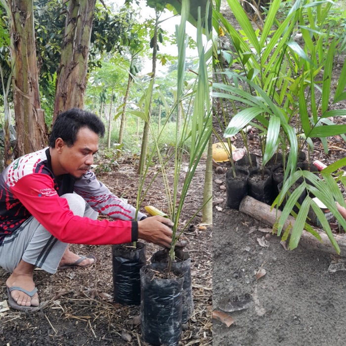 Ketua FKWB Giat Lakukan Pembibitan Pohon